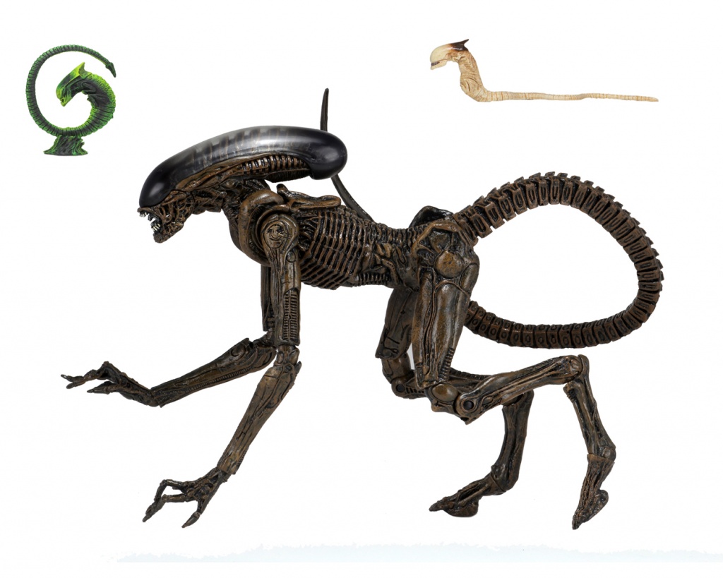 515971.jpg